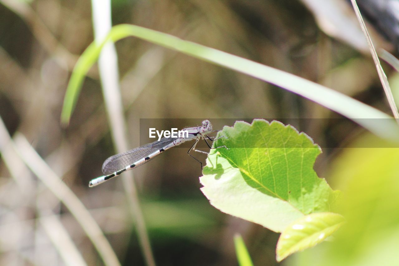 CLOSE-UP OF CATERPILLAR ON LEAF