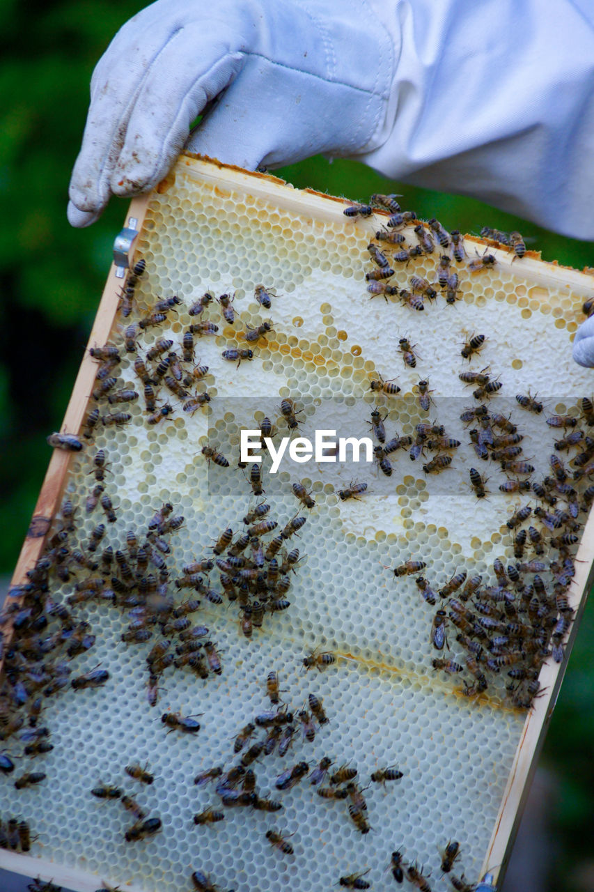 CLOSE-UP OF BEE ON A PERSON HOLDING A ANIMAL