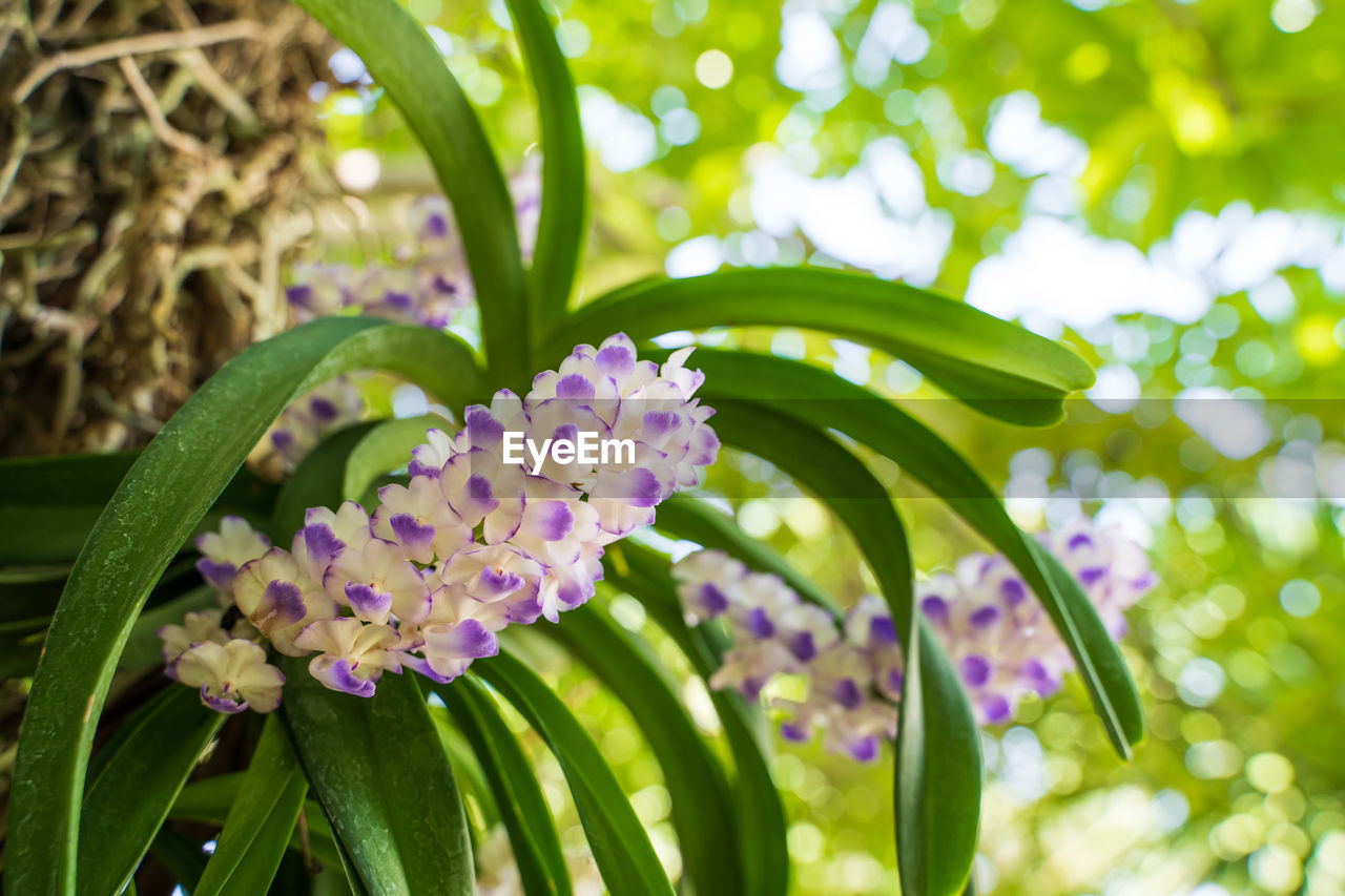 CLOSE-UP OF FLOWERING PLANT