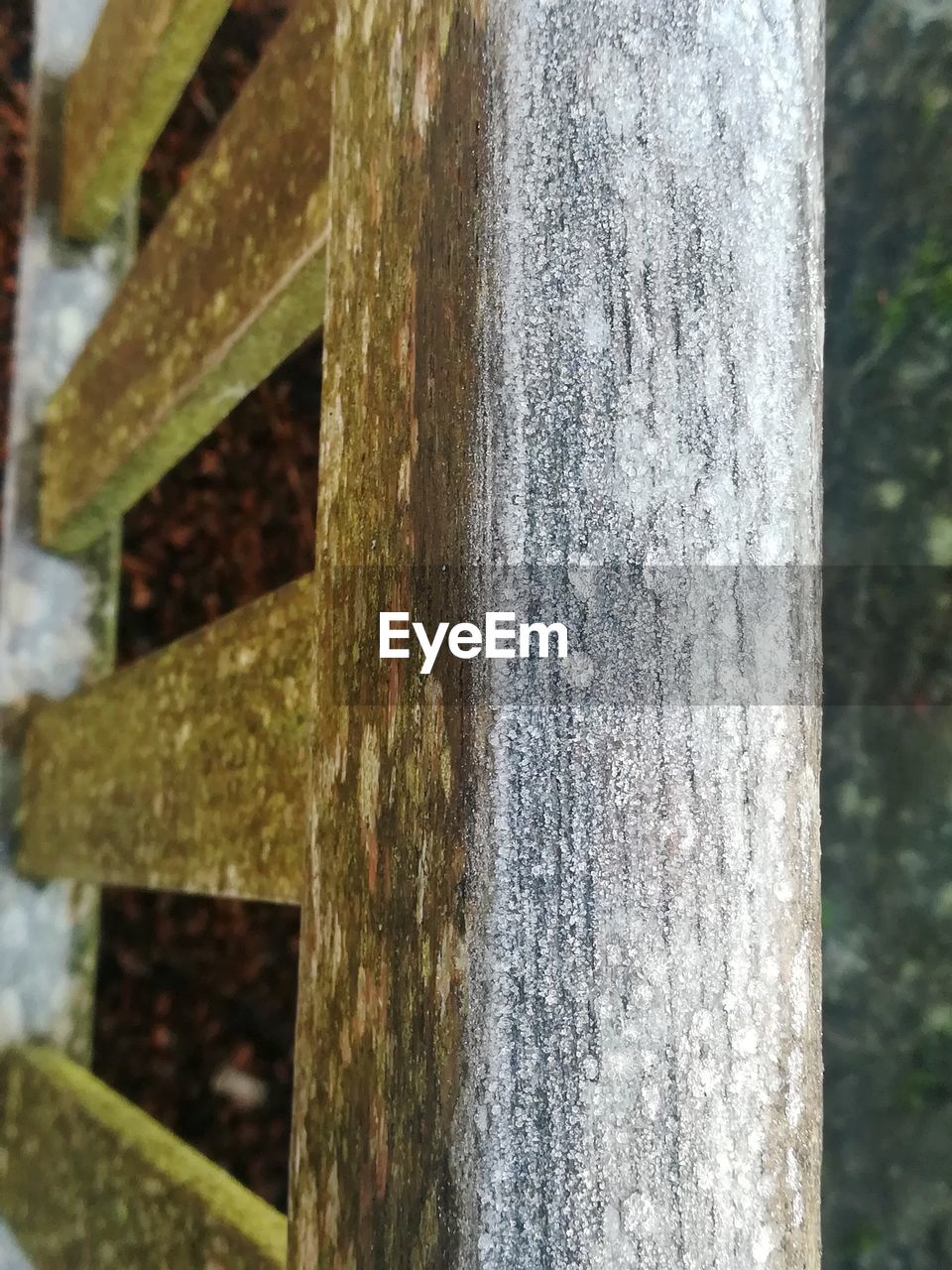 CLOSE-UP OF OLD TREE TRUNK