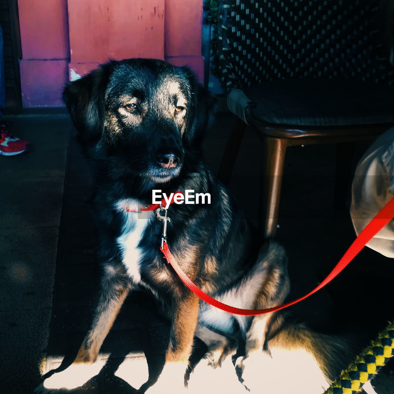 BLACK DOG LOOKING AWAY WHILE SITTING ON FLOOR