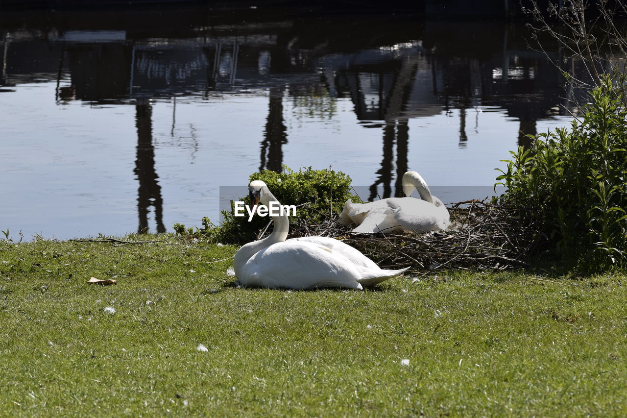 SWANS SWIMMING ON LAKE