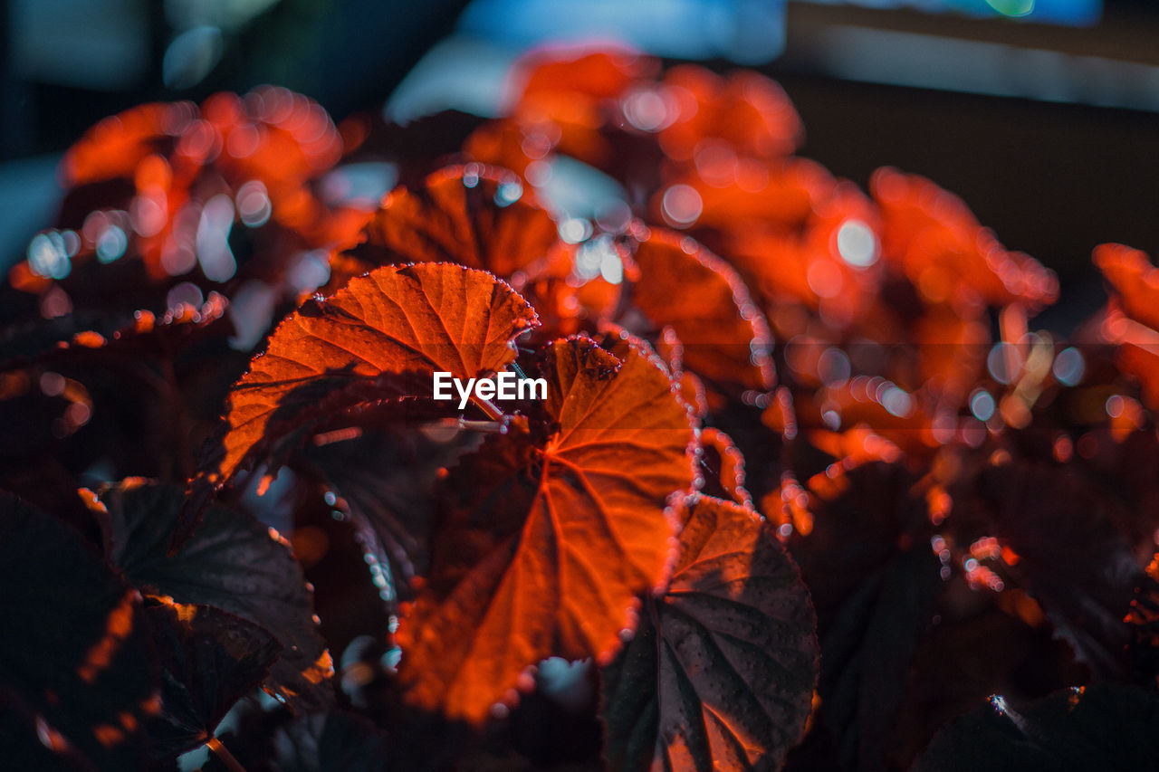 Close-up of orange leaves on plant