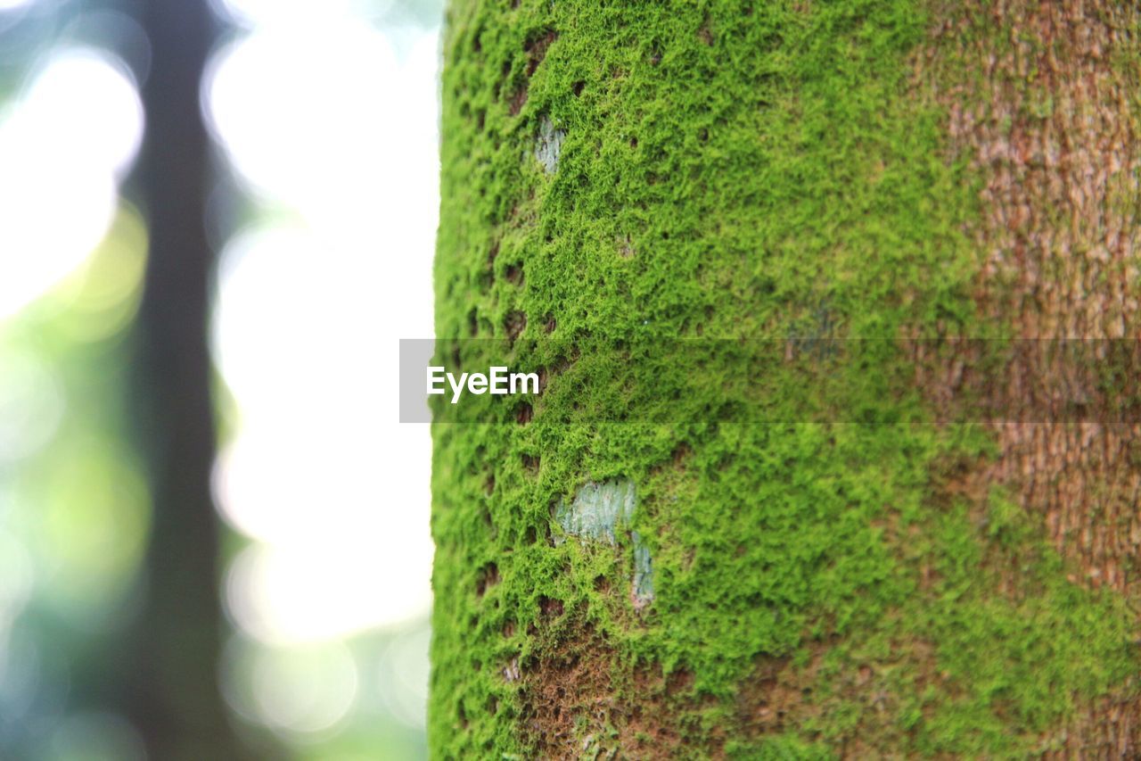 CLOSE-UP OF TREE TRUNK