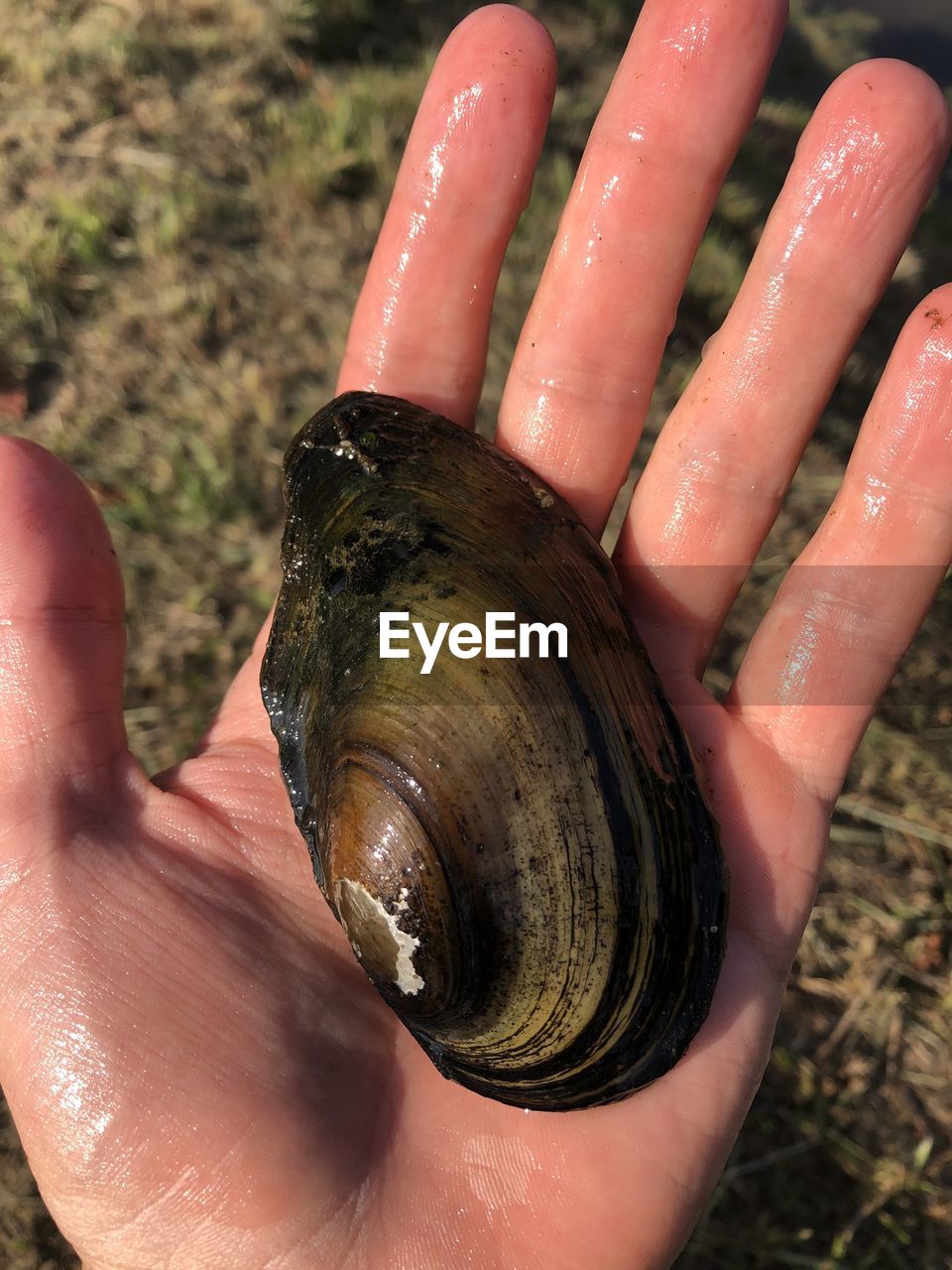 Cropped hand of person holding seashell