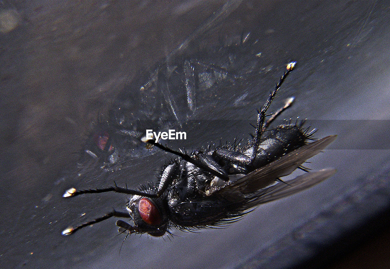 CLOSE-UP OF FLY ON LEAF