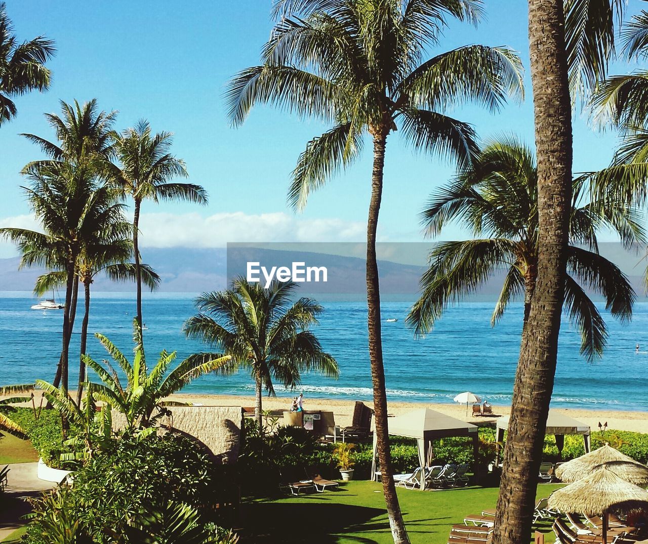 PALM TREES AT BEACH