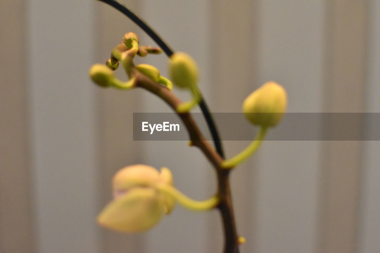 CLOSE-UP OF GREEN PLANT