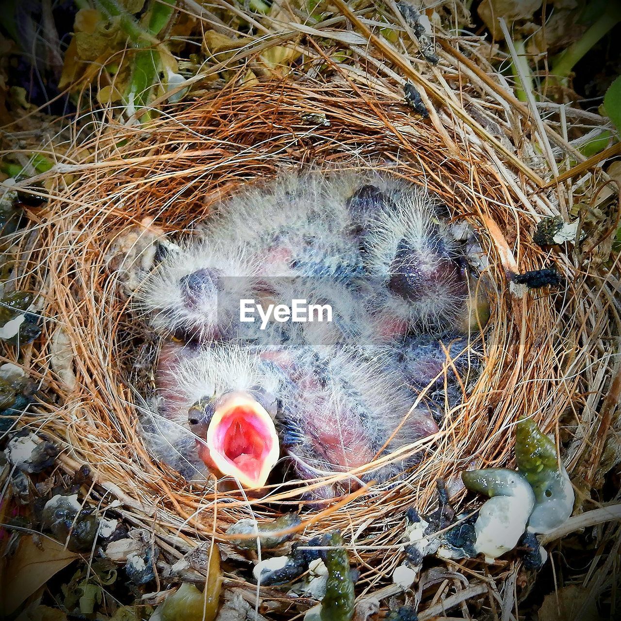 HIGH ANGLE VIEW OF BIRD IN NEST ON HAY