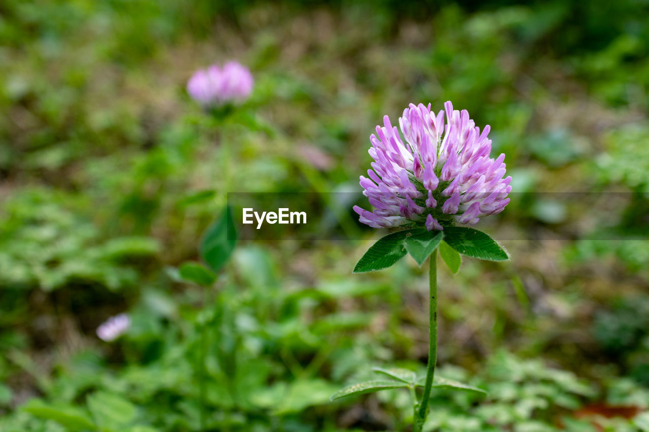 Close up of red clover,trifolium pratense,