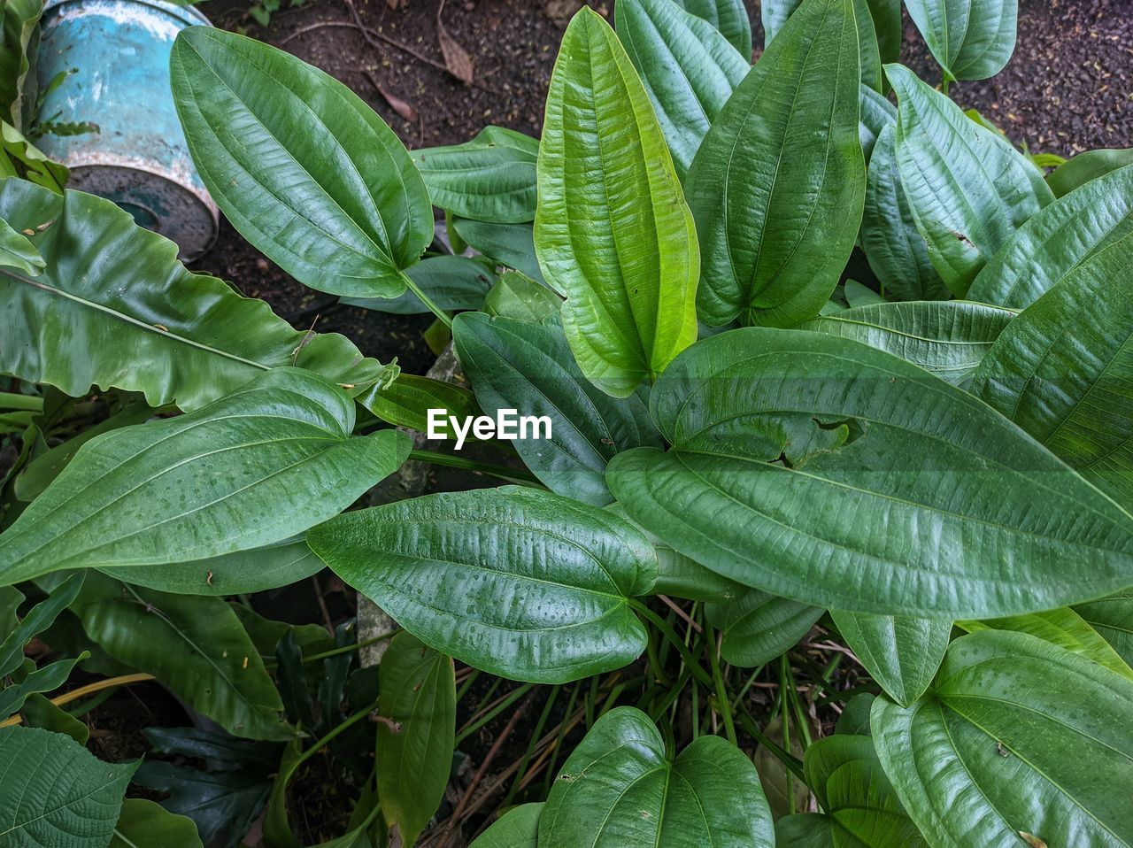 Close-up of leaves