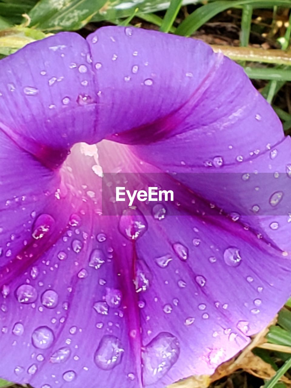 Close-up of raindrops on pink flower