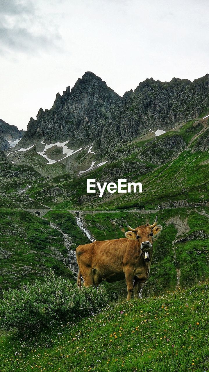 Cow on a mountain