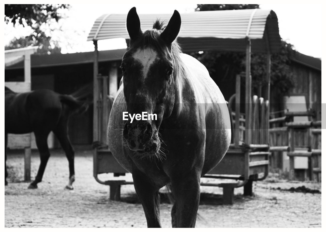 Portrait of horse on ground