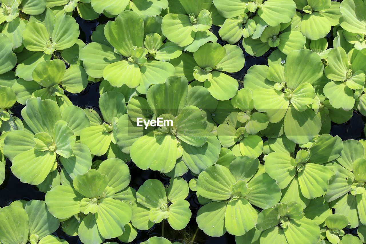 Close-up of green leaves on plant