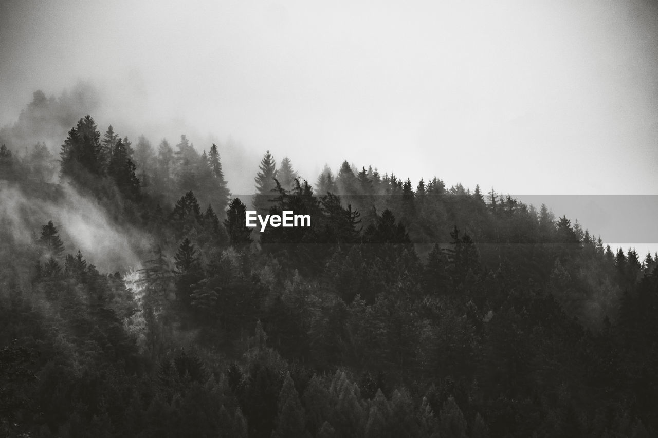 TREES IN FOREST AGAINST SKY DURING FOGGY WEATHER