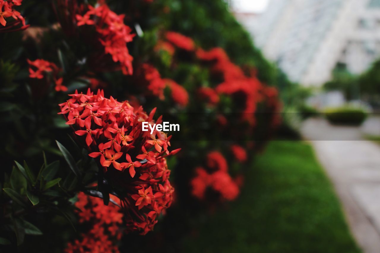 Close-up of red flowers