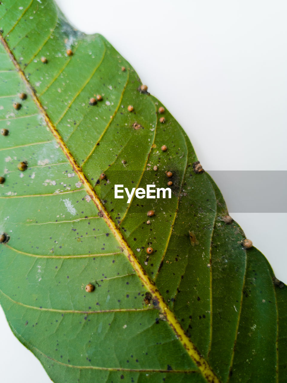 CLOSE-UP OF WET LEAVES