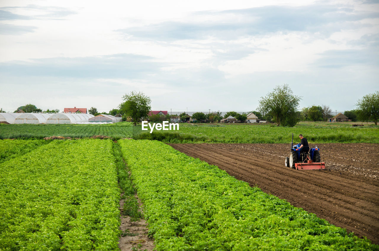 A farmer cultivates the soil on the site of an already harvested potato. milling soil, crushing