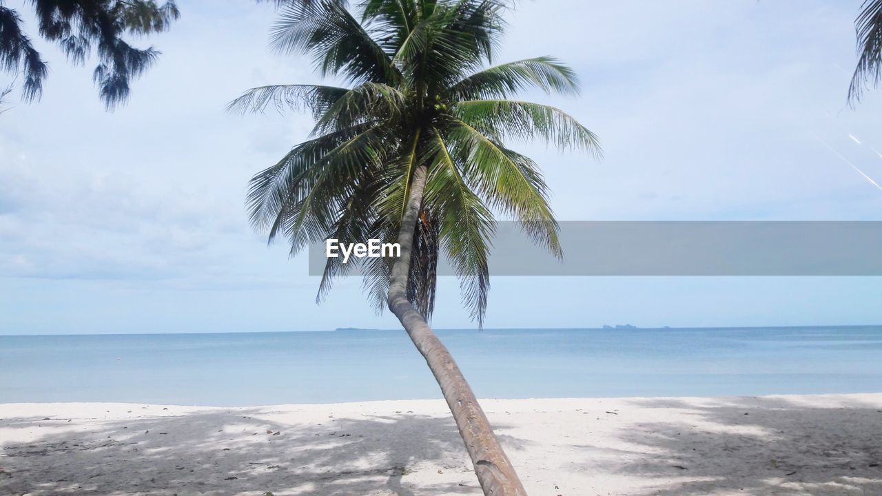 PALM TREE ON BEACH AGAINST SKY