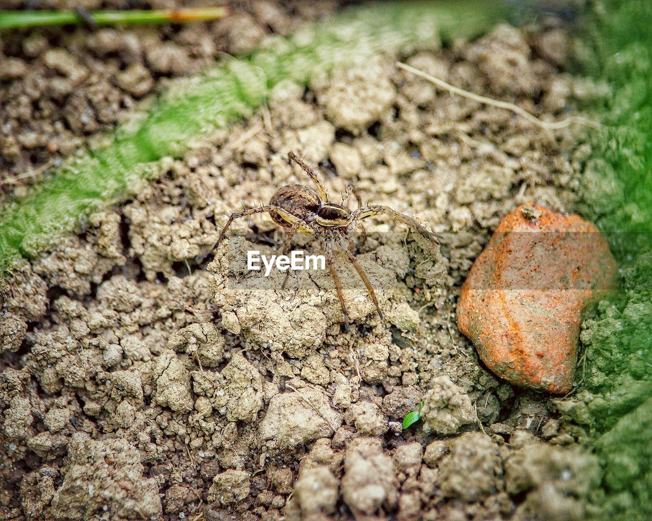 CLOSE-UP OF CATERPILLAR