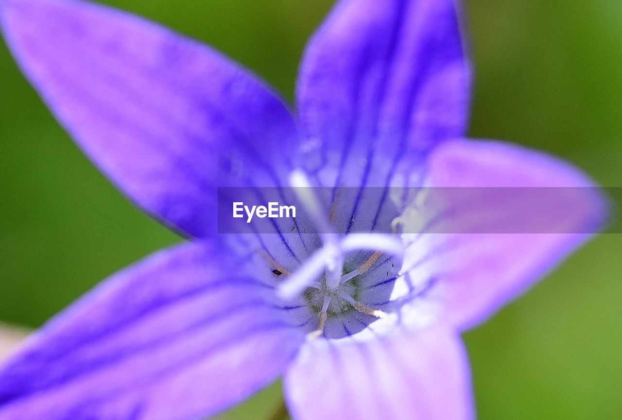 Close-up of purple flowering plant