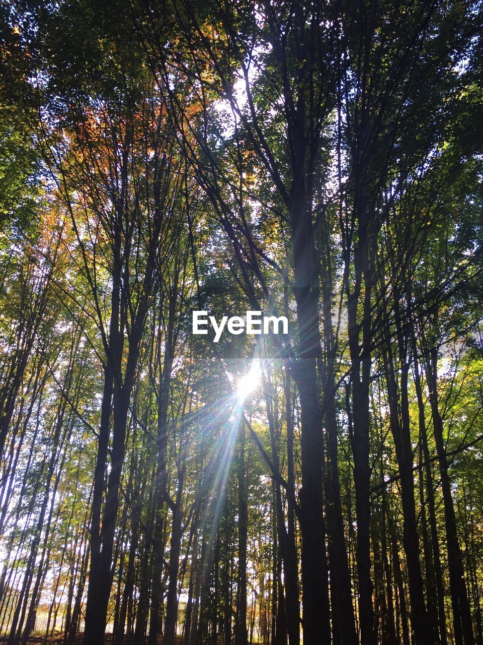 LOW ANGLE VIEW OF TREES IN THE FOREST