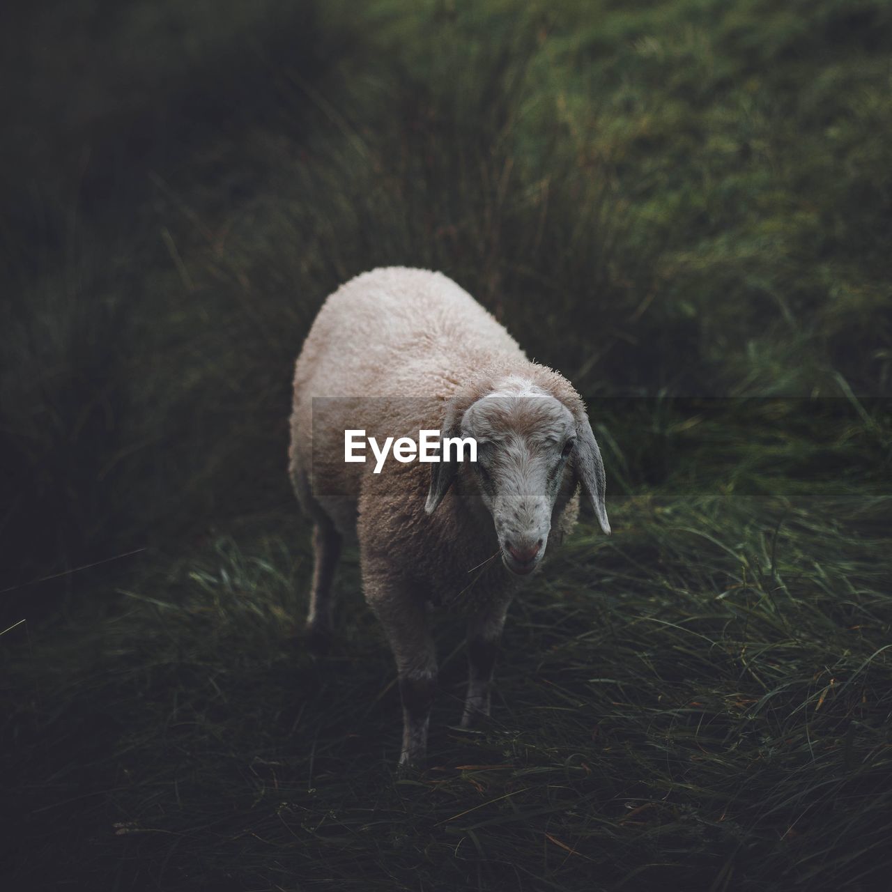 Sheep standing on field