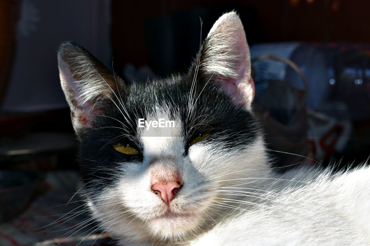 Close-up portrait of a cat