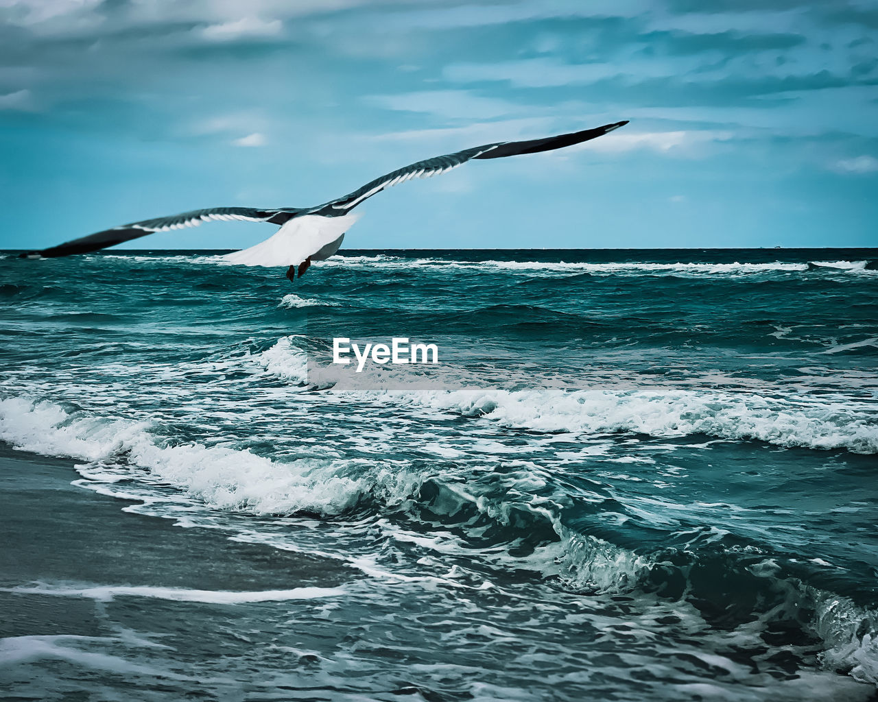 VIEW OF BIRDS IN SEA