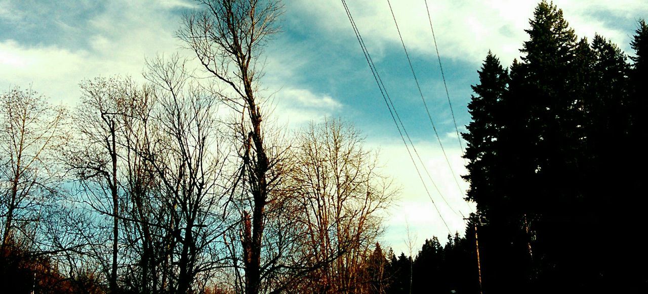 LOW ANGLE VIEW OF TREES AGAINST CLOUDY SKY