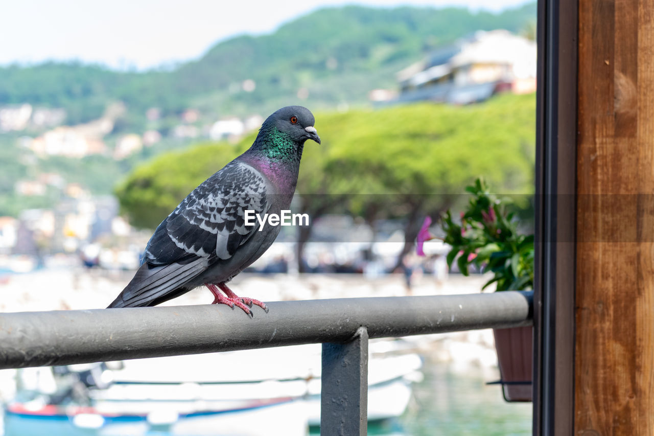 animal, animal themes, bird, animal wildlife, wildlife, perching, one animal, focus on foreground, nature, day, no people, blue, outdoors, beauty in nature, railing, wood, plant, full length, architecture