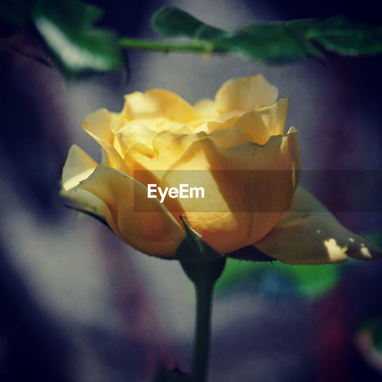 Close-up of rose flower