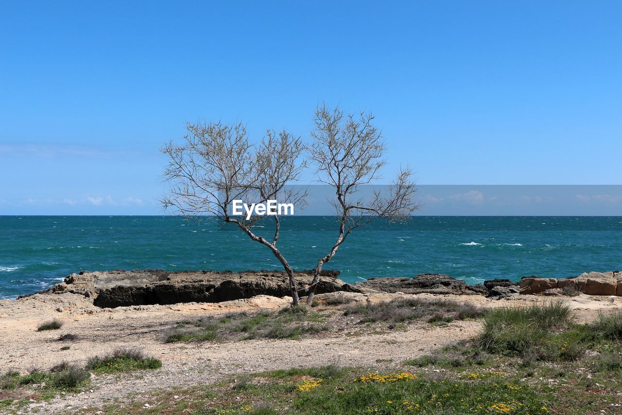 TREE BY SEA AGAINST SKY