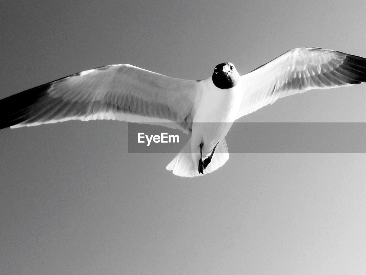 Low angle view of black-headed gull flying in clear sky