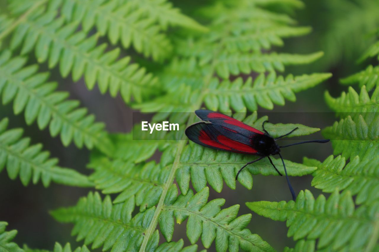 Close-up of insect on leaf