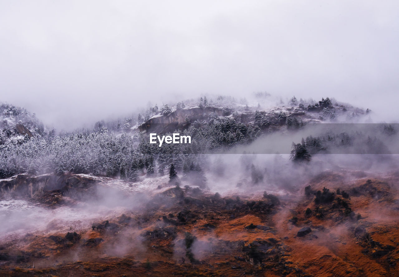 Aerial view of trees on landscape against sky