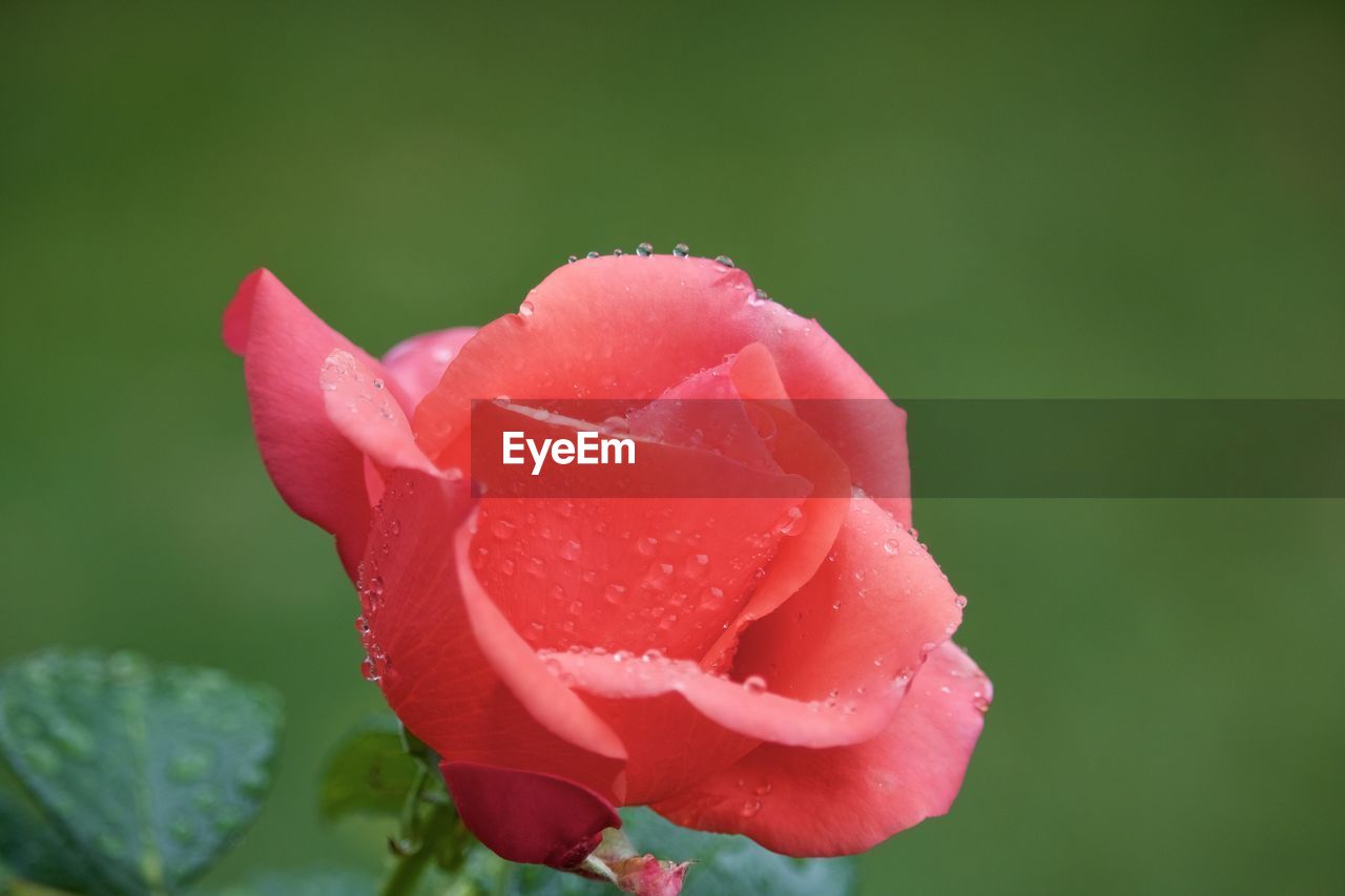 Close-up of pink rose