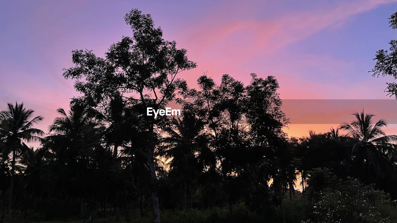tree, plant, sky, sunset, nature, beauty in nature, dusk, evening, silhouette, cloud, scenics - nature, tranquility, no people, environment, growth, landscape, tranquil scene, land, outdoors, sunlight, non-urban scene, pinaceae, multi colored, twilight, leaf, coniferous tree, travel destinations, pine tree, idyllic
