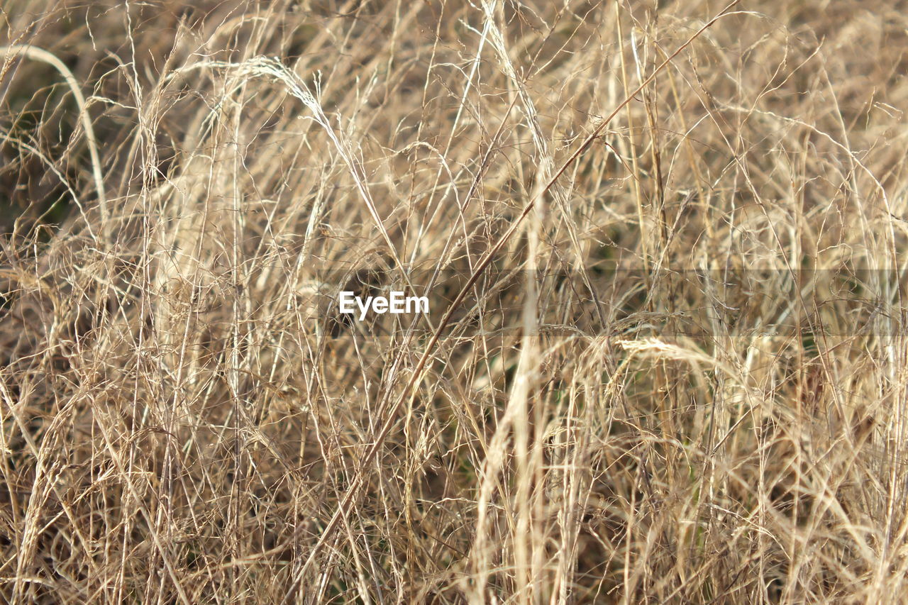 PLANTS GROWING ON FIELD