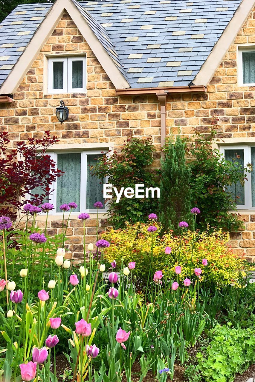 VIEW OF FLOWERS GROWING ON HOUSE