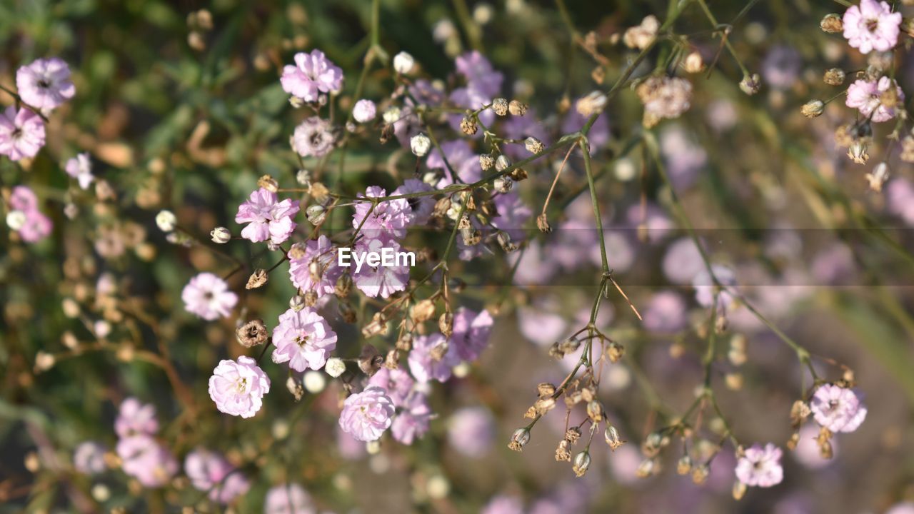 CLOSE-UP OF PURPLE FLOWERS