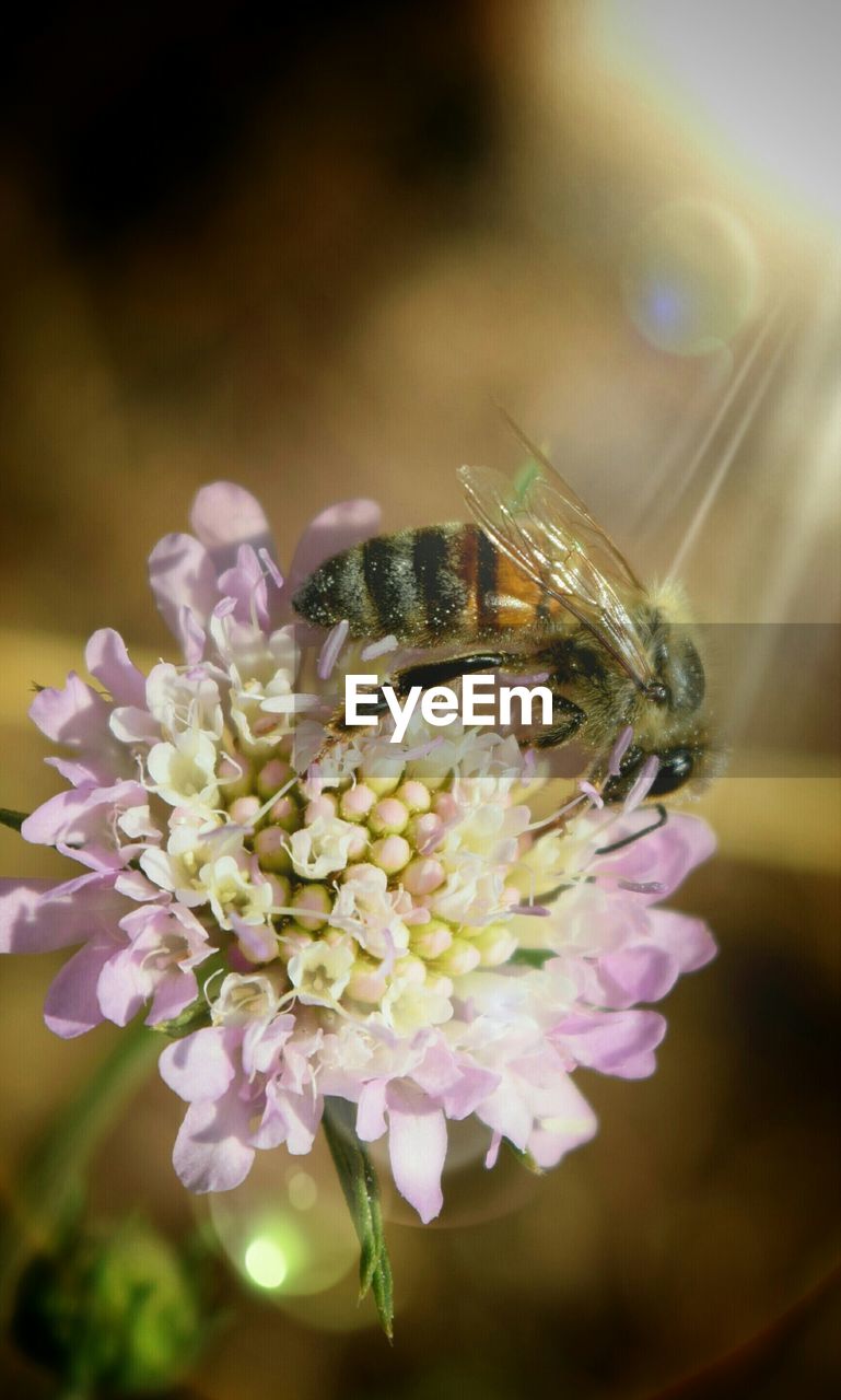 Close-up of insect on flower