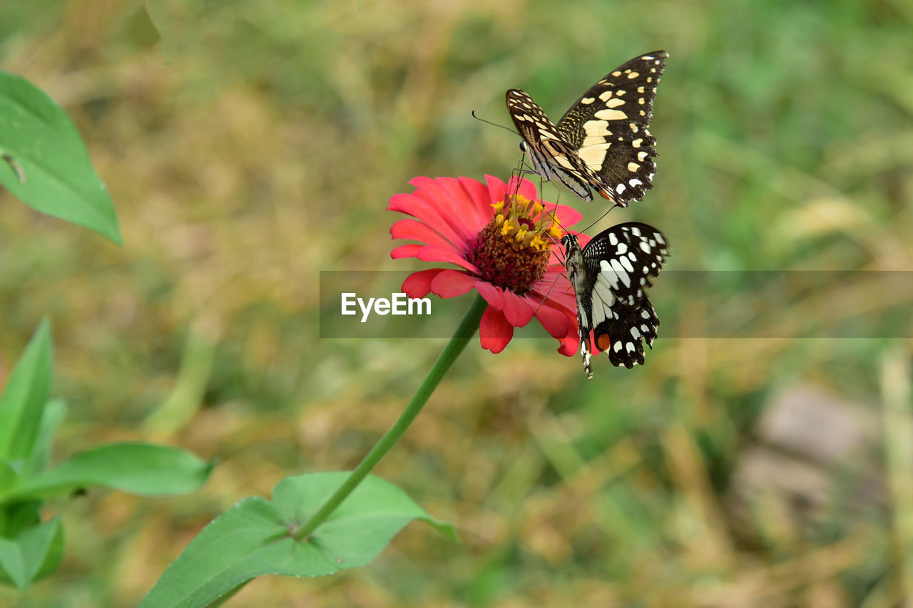 BUTTERFLY ON PINK FLOWER