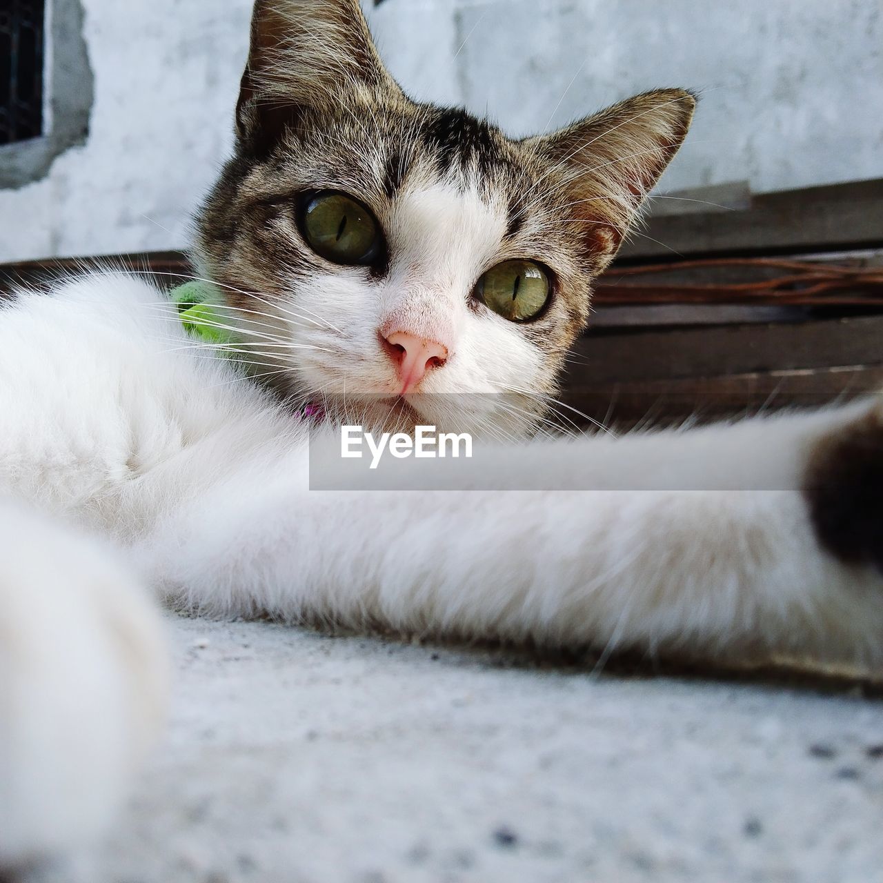 CLOSE-UP PORTRAIT OF CAT WITH EYES