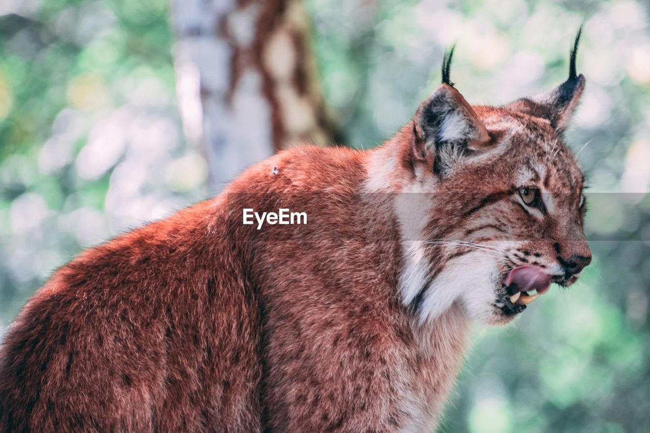 Close-up of lynx looking away