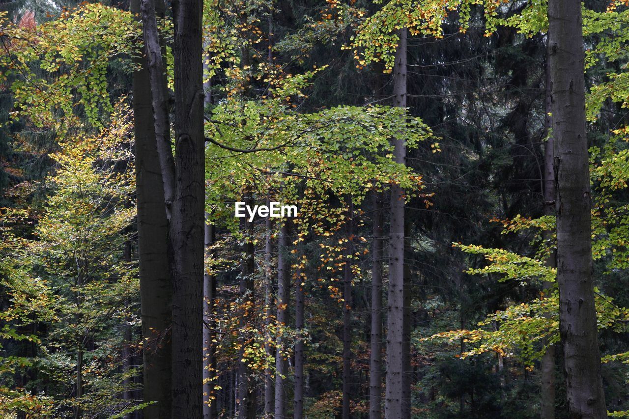 Plants and trees in forest