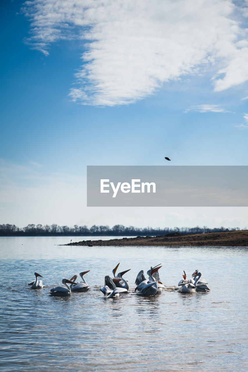 Pelicans trying to catch a fish