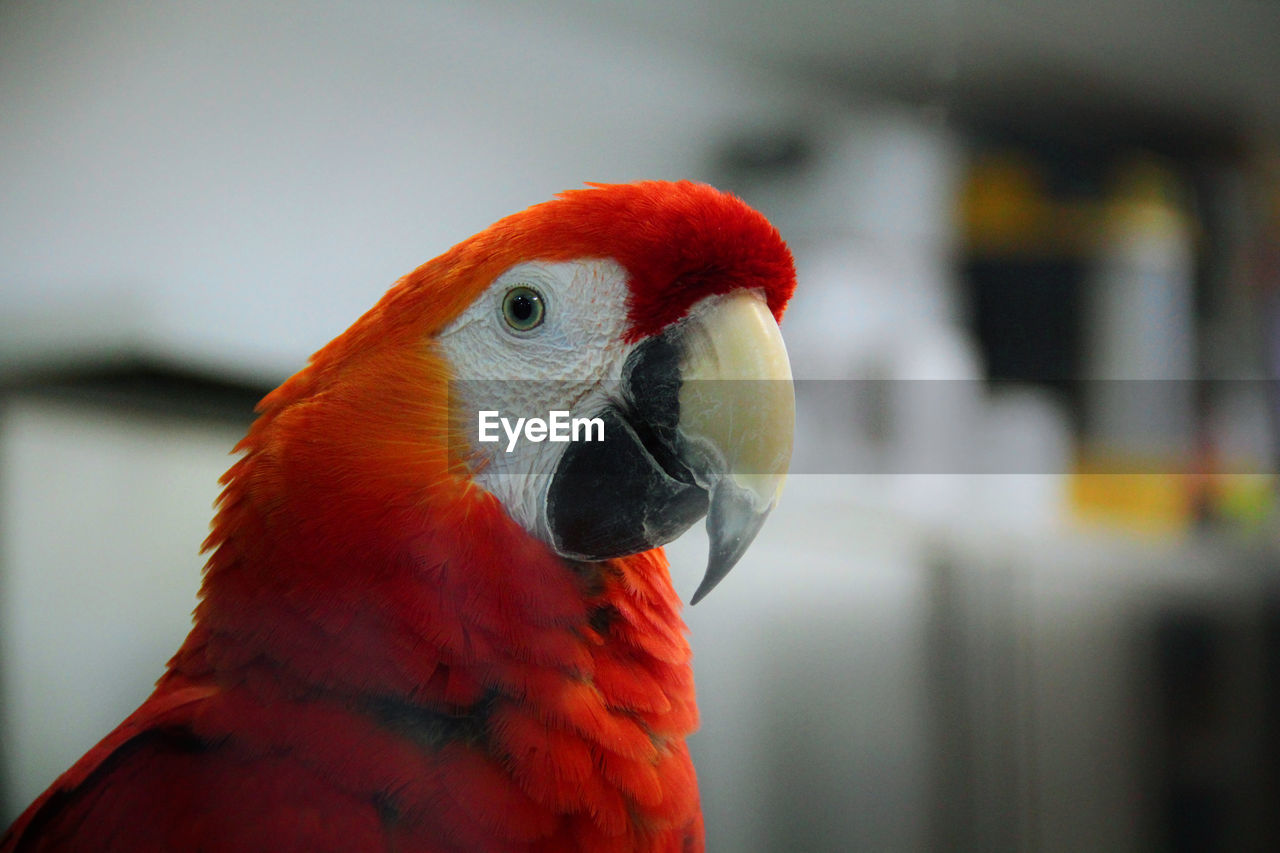 Close-up of a parrot against blurred background