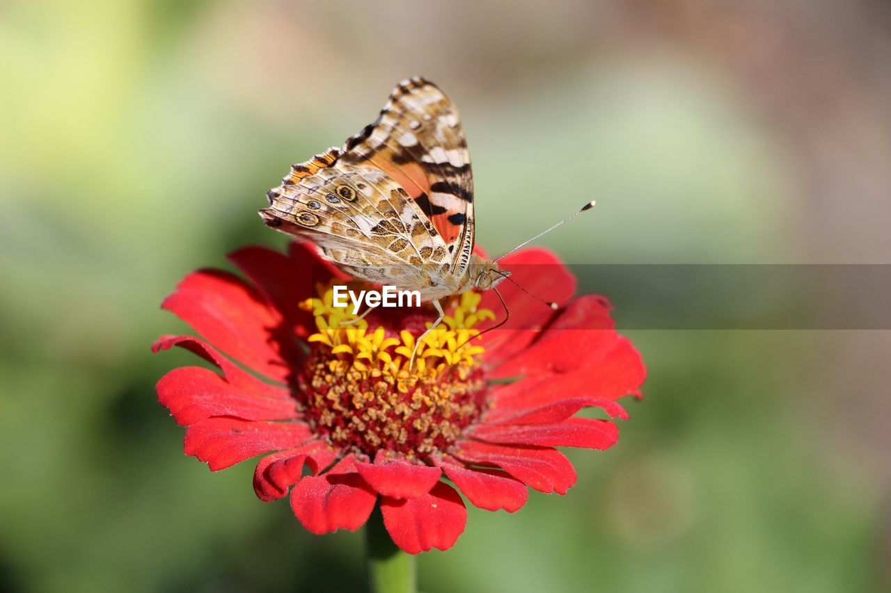 Close-up of butterfly on red zinnia flower